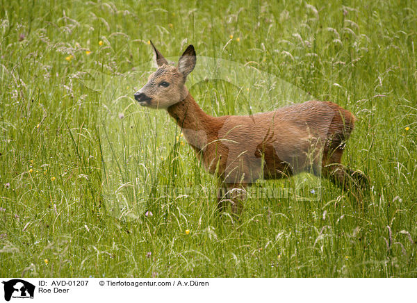 Roe Deer / AVD-01207