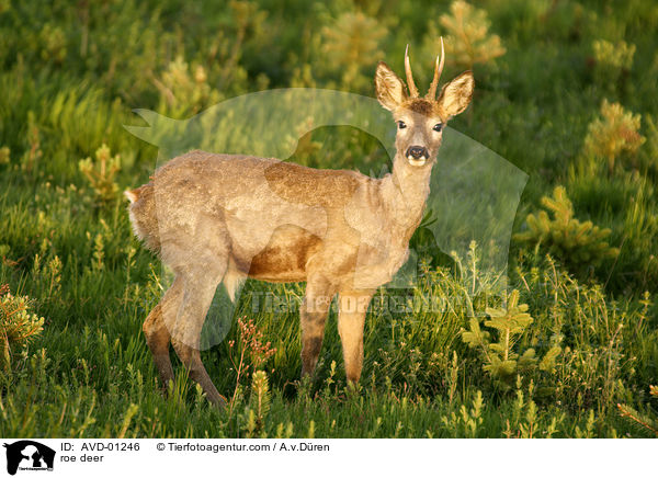 roe deer / AVD-01246