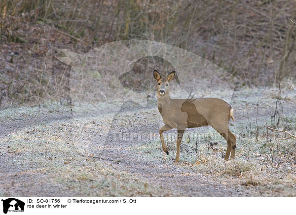 roe deer in winter / SO-01756