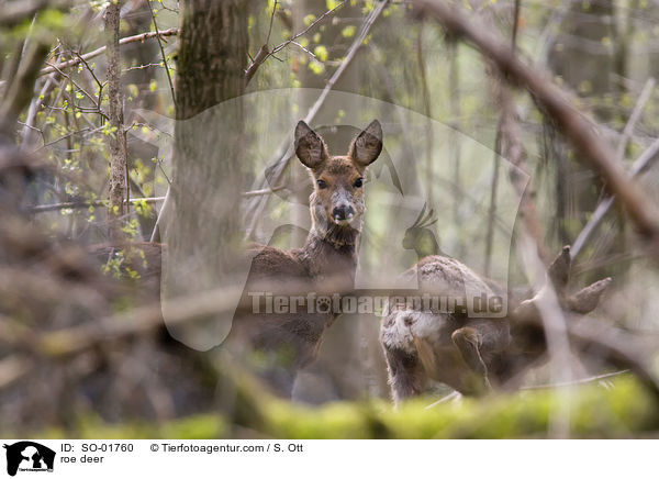 roe deer / SO-01760