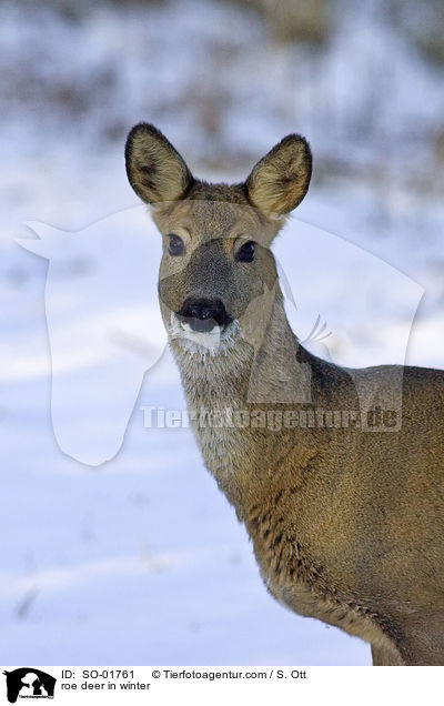 roe deer in winter / SO-01761
