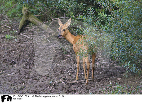 roe deer / SO-01763