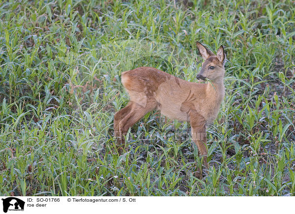 roe deer / SO-01766