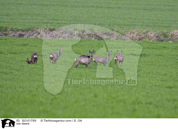 roe deers / SO-01769
