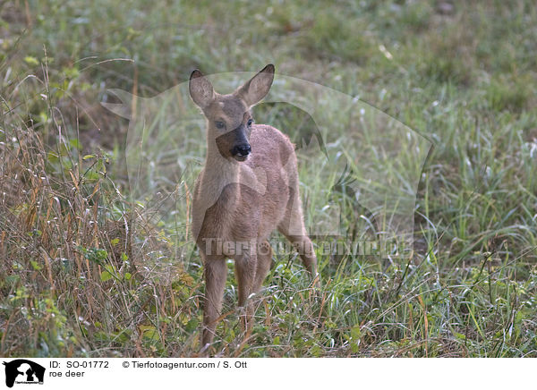 roe deer / SO-01772