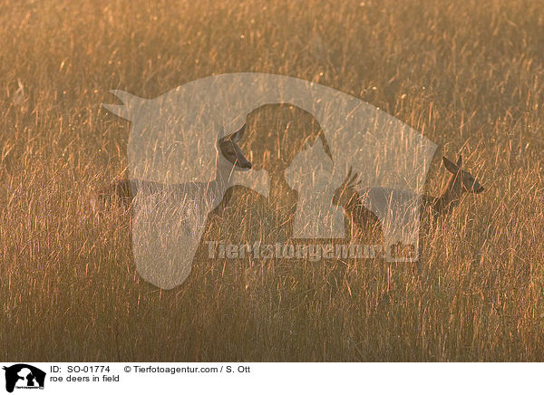 roe deers in field / SO-01774