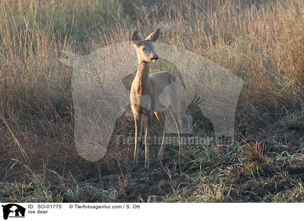 roe deer / SO-01775