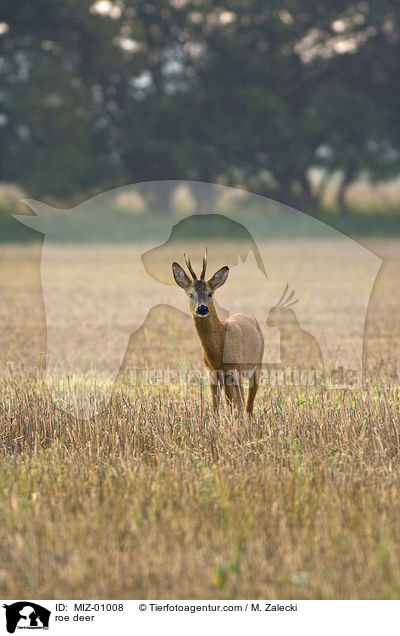 roe deer / MIZ-01008