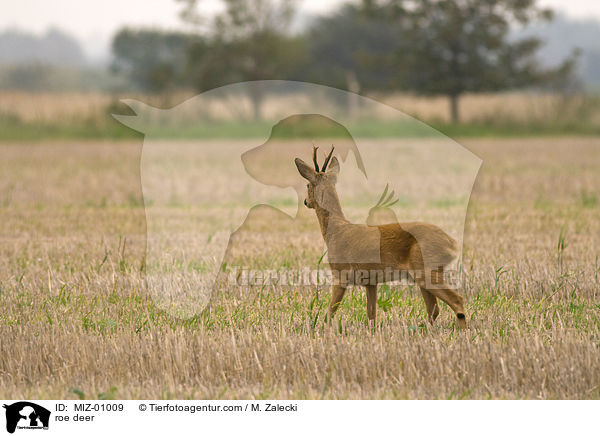 roe deer / MIZ-01009