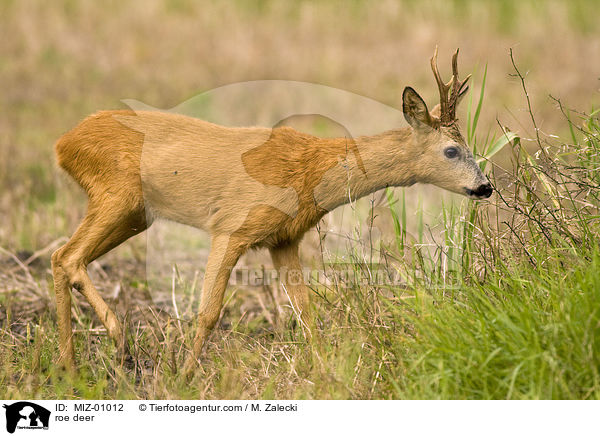 roe deer / MIZ-01012