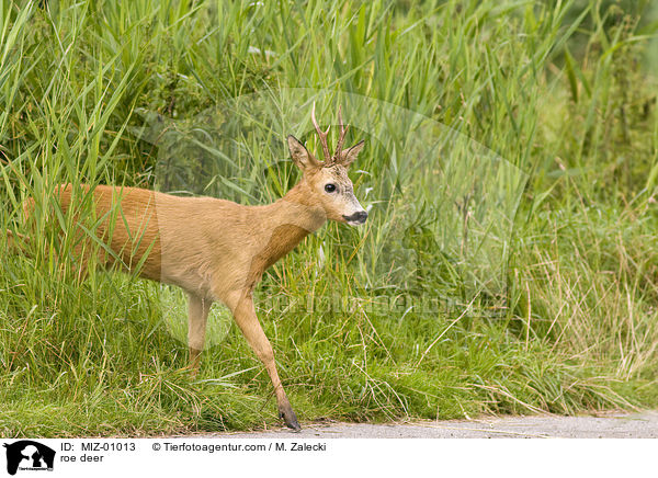 roe deer / MIZ-01013