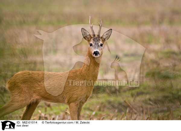 roe deer / MIZ-01014