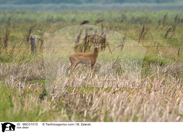 Reh / roe deer / MIZ-01015