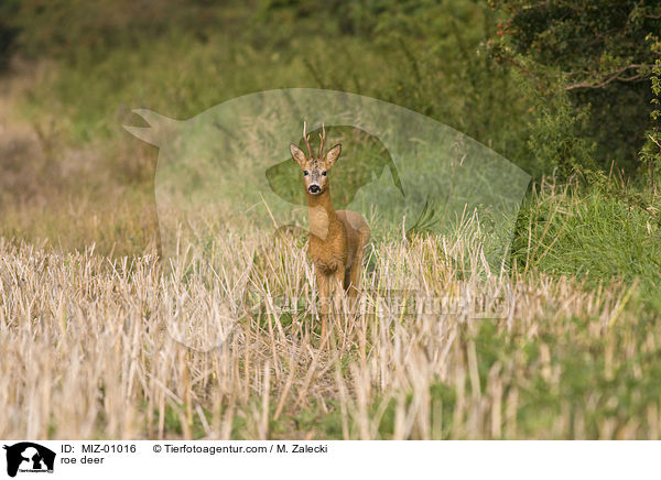 roe deer / MIZ-01016