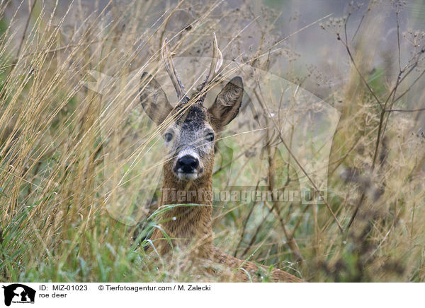 roe deer / MIZ-01023
