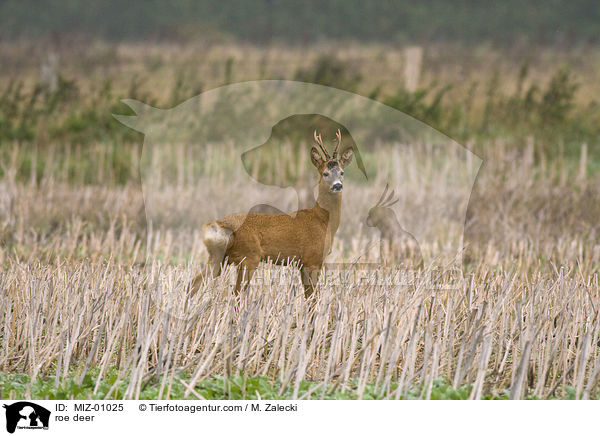 roe deer / MIZ-01025