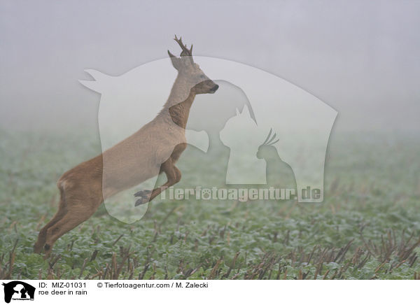 roe deer in rain / MIZ-01031