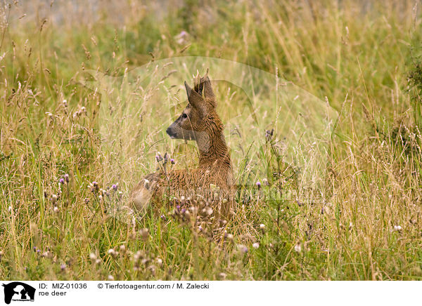 roe deer / MIZ-01036