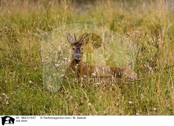roe deer / MIZ-01037