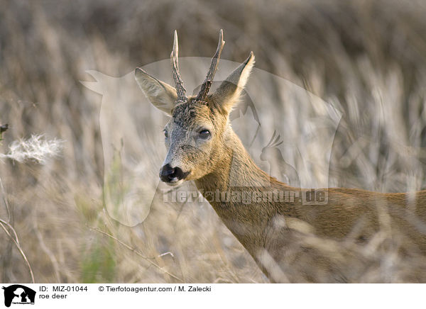 roe deer / MIZ-01044
