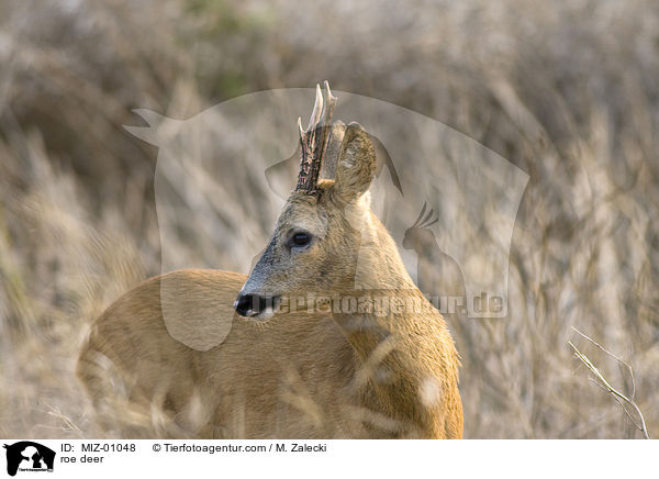 roe deer / MIZ-01048