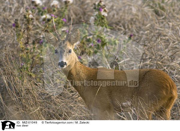 roe deer / MIZ-01049
