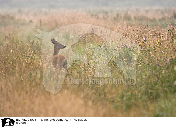 roe deer / MIZ-01051