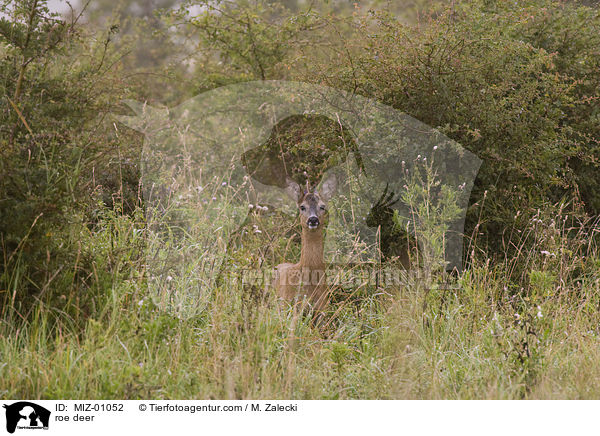 roe deer / MIZ-01052