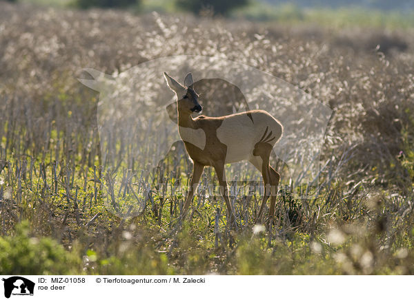 roe deer / MIZ-01058
