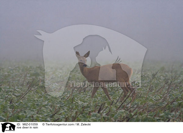 roe deer in rain / MIZ-01059