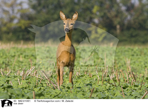 roe deer / MIZ-01061