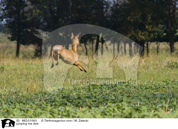 jumping roe dee / MIZ-01063