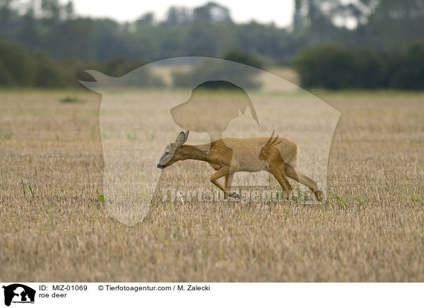 roe deer / MIZ-01069