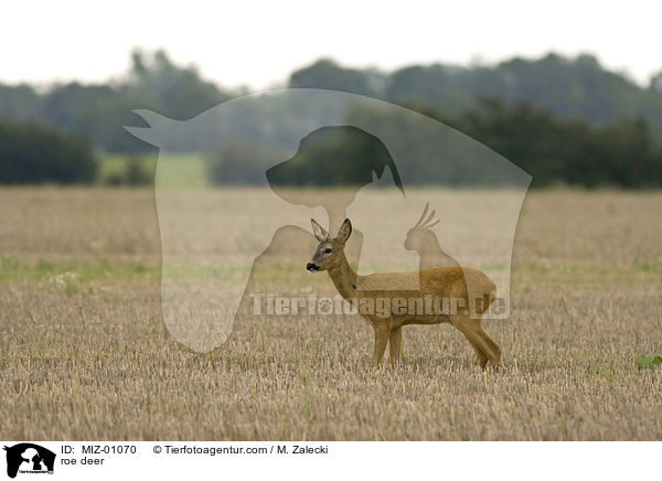 roe deer / MIZ-01070