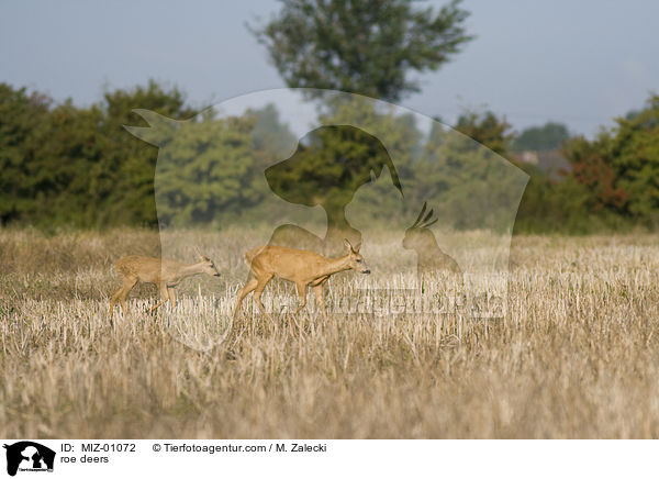 roe deers / MIZ-01072
