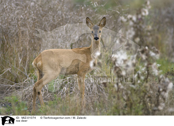 roe deer / MIZ-01074