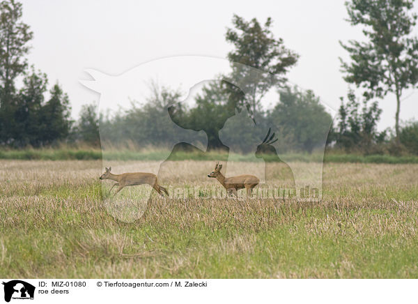 roe deers / MIZ-01080