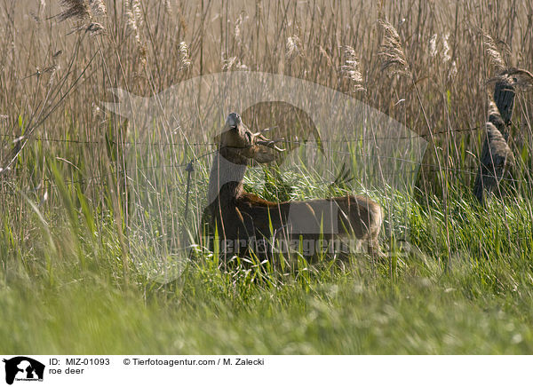 Reh / roe deer / MIZ-01093