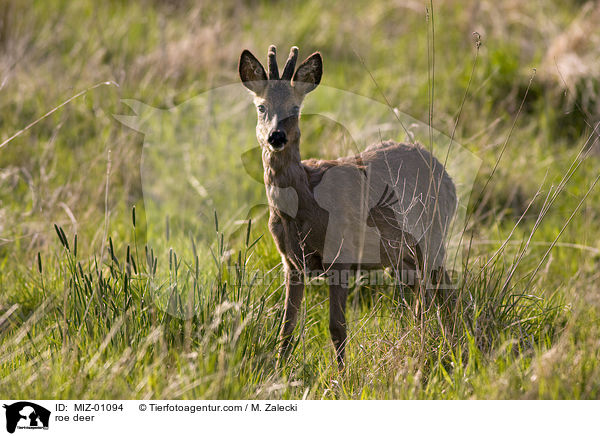 roe deer / MIZ-01094