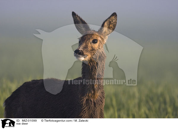 roe deer / MIZ-01099