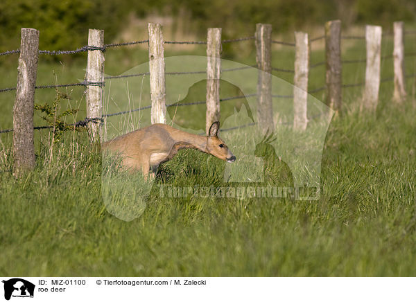 Reh / roe deer / MIZ-01100