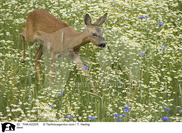 deer / THA-02205