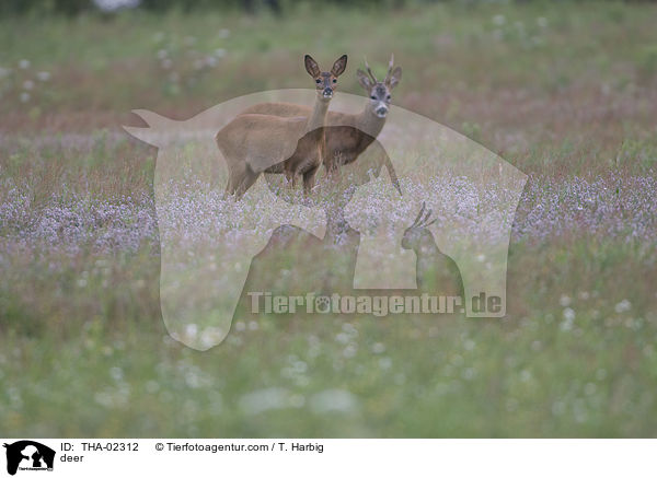 deer / THA-02312