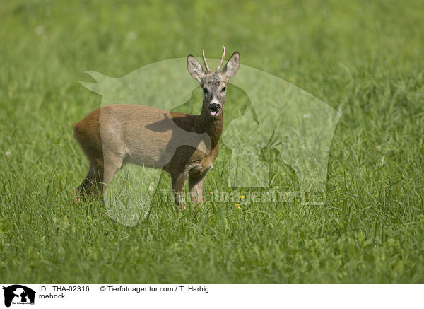 roebock / THA-02316