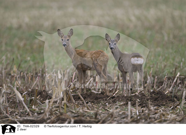 2 deer / THA-02329