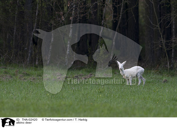 albino deer / THA-02420