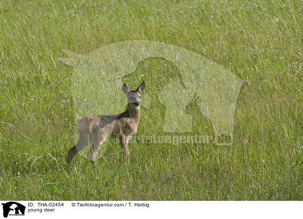 young deer / THA-02454