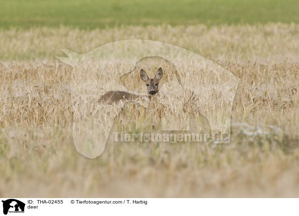 deer / THA-02455