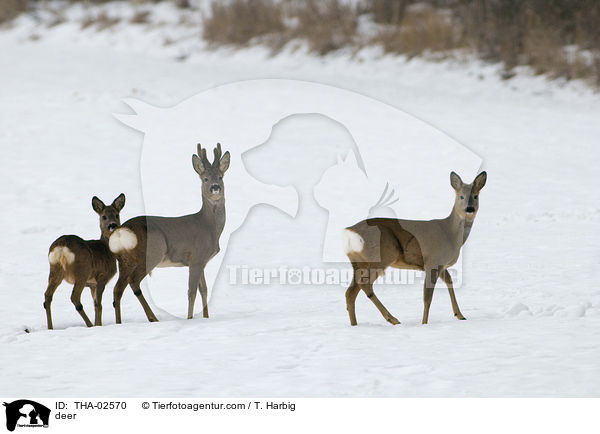 deer / THA-02570