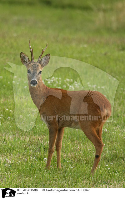 roebuck / AB-01596